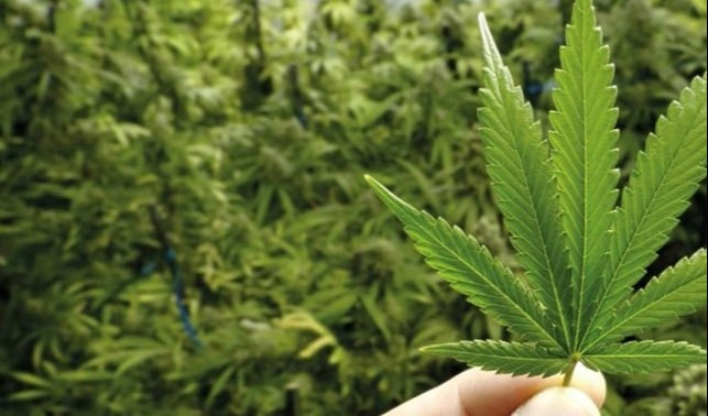 Aveva un migliaio di piante di marijuana: coltivatore arrestato