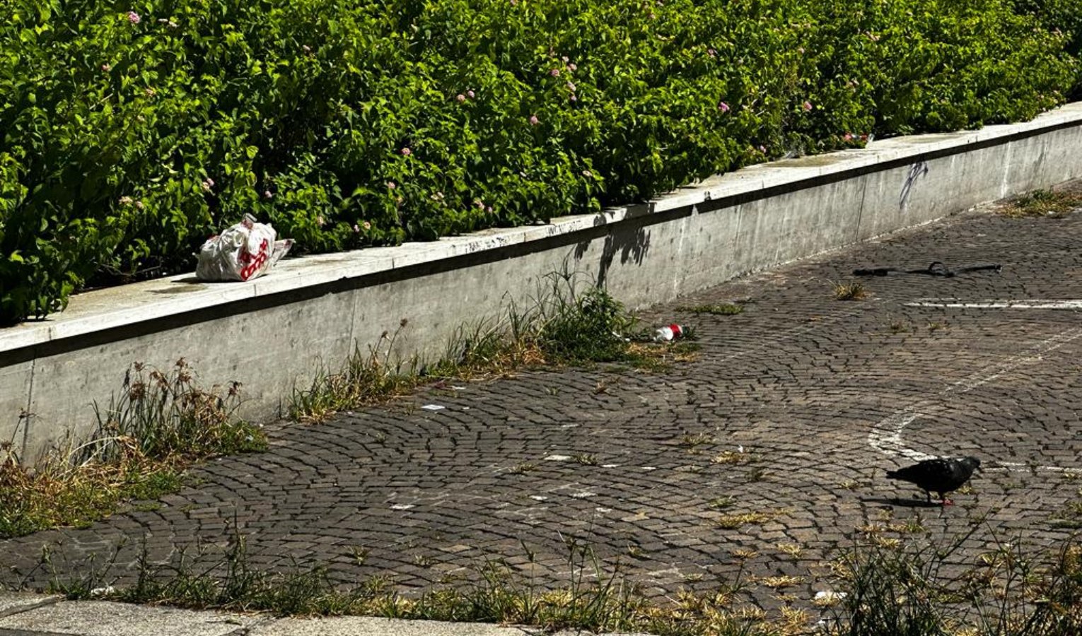 Genova, africano aggredito da due persone con un pitbull: ipotesi motivi razziali