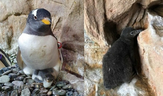 L'Acquario rinasce dopo il Covid: 