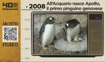 Dall'archivio storico di Primocanale, 2008: all'Acquario nasce il primo pinguino genovese