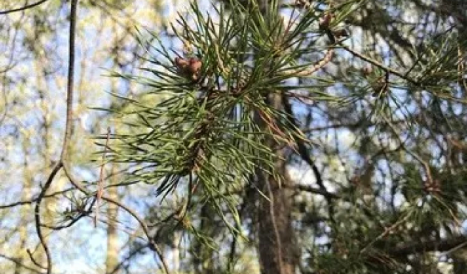 Alberi di Natale 'illegali', maxi multa da 5mila euro ad azienda