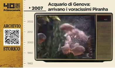 Dall'archivio storico di Primocanale, 2007: all'Acquario arrivano i piranha
