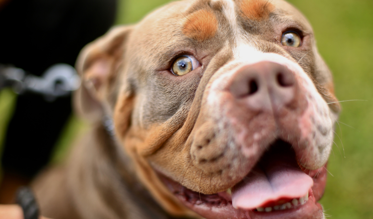 Genova, 16enne morso da pitbull senza guinzaglio