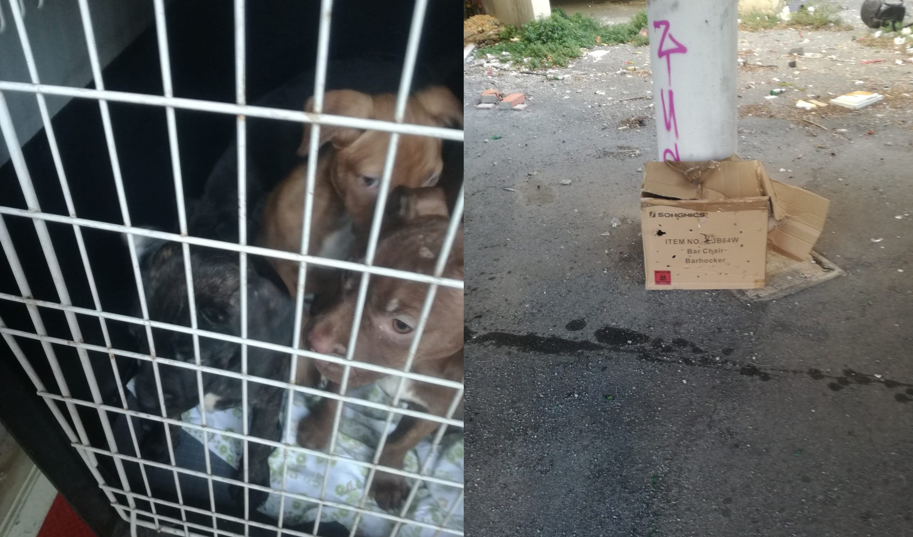 Genova, 6 cuccioli di pitbull abbandonati in un cartone