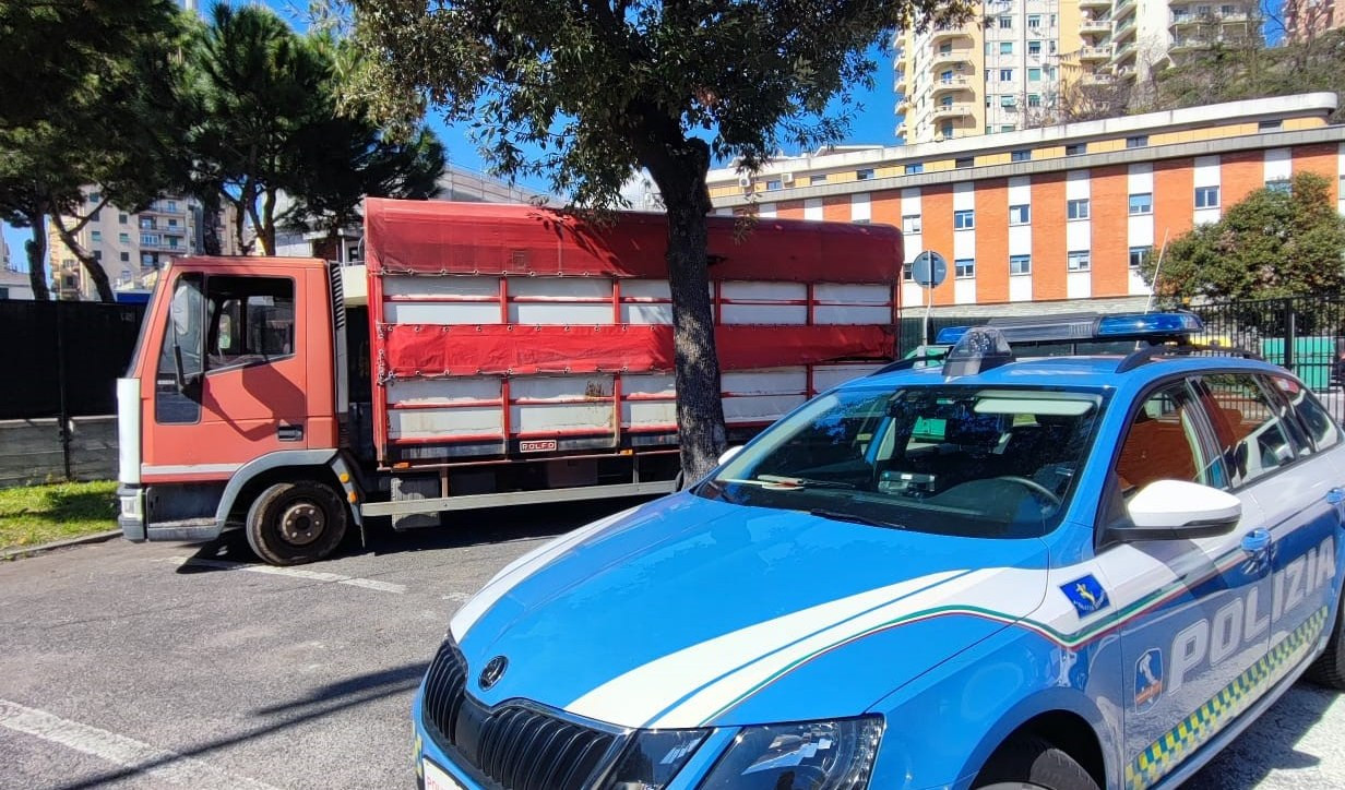 Camion di animali vivi sequestrato sull'A7: trasportava troppe mucche 