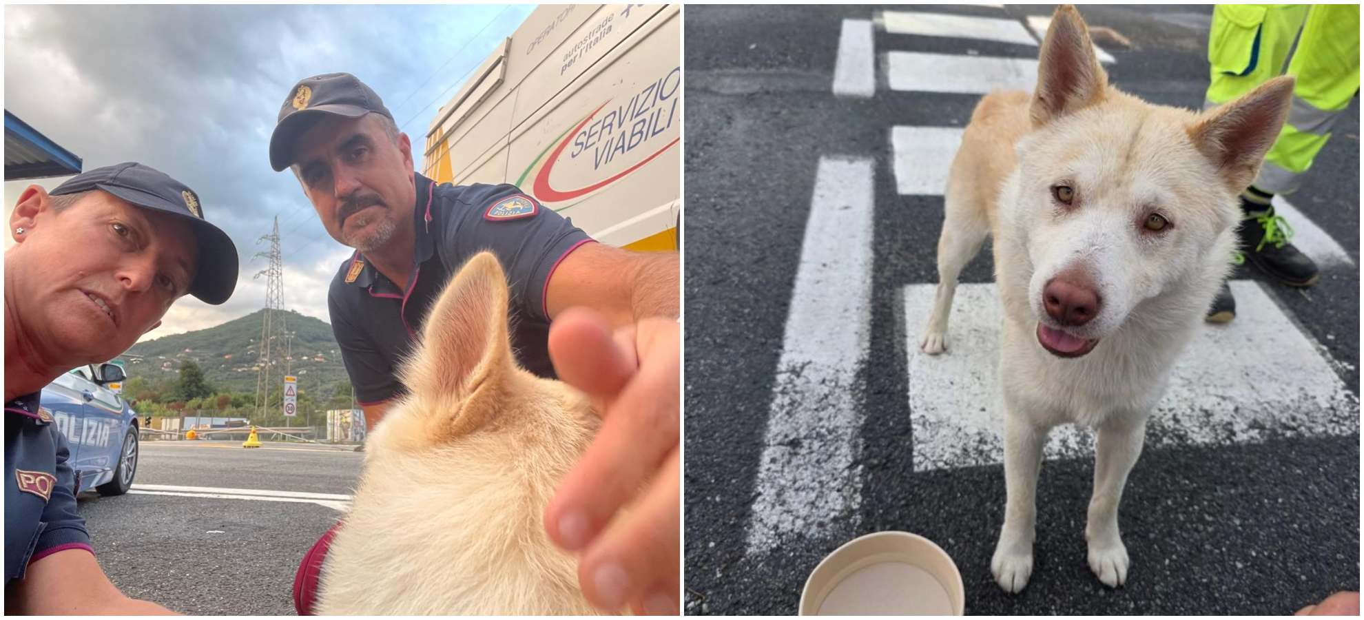 Polstrada ritrova cane smarrito in autostrada e lo riporta al proprietario