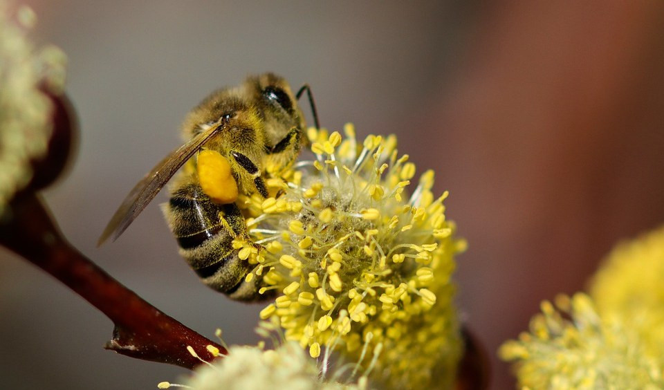 Siccità e caldo, stagione terribile per le allergie