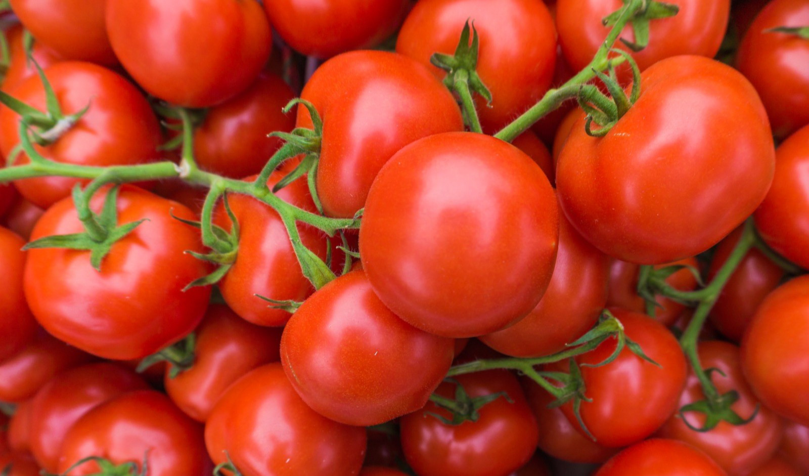 Pomodori senza nichel made in Liguria, per gli allergici sogno che diventa realtà 