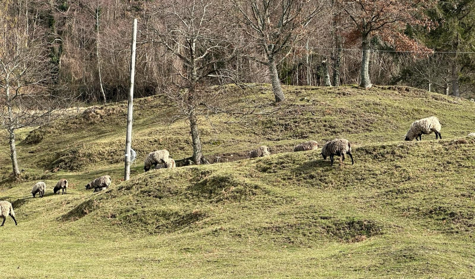 La sfida di un allevatore e la storia di un antico borgo in 