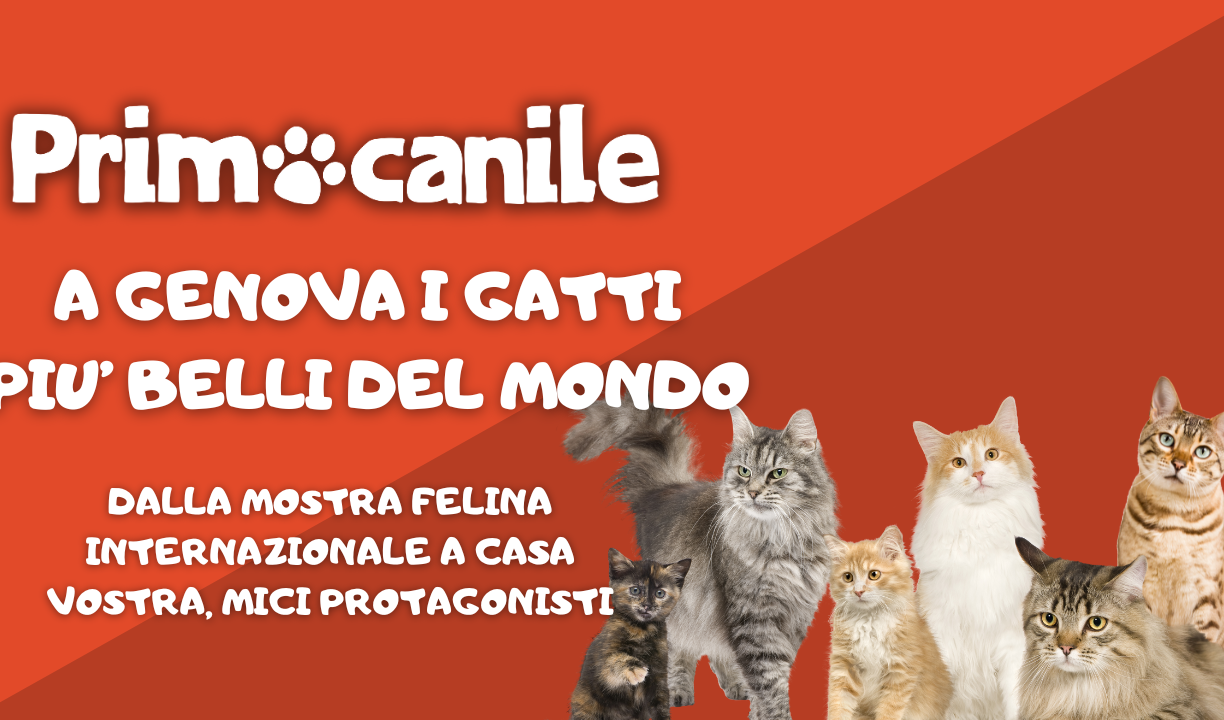 Primocanile - A Genova i gatti più belli del mondo 