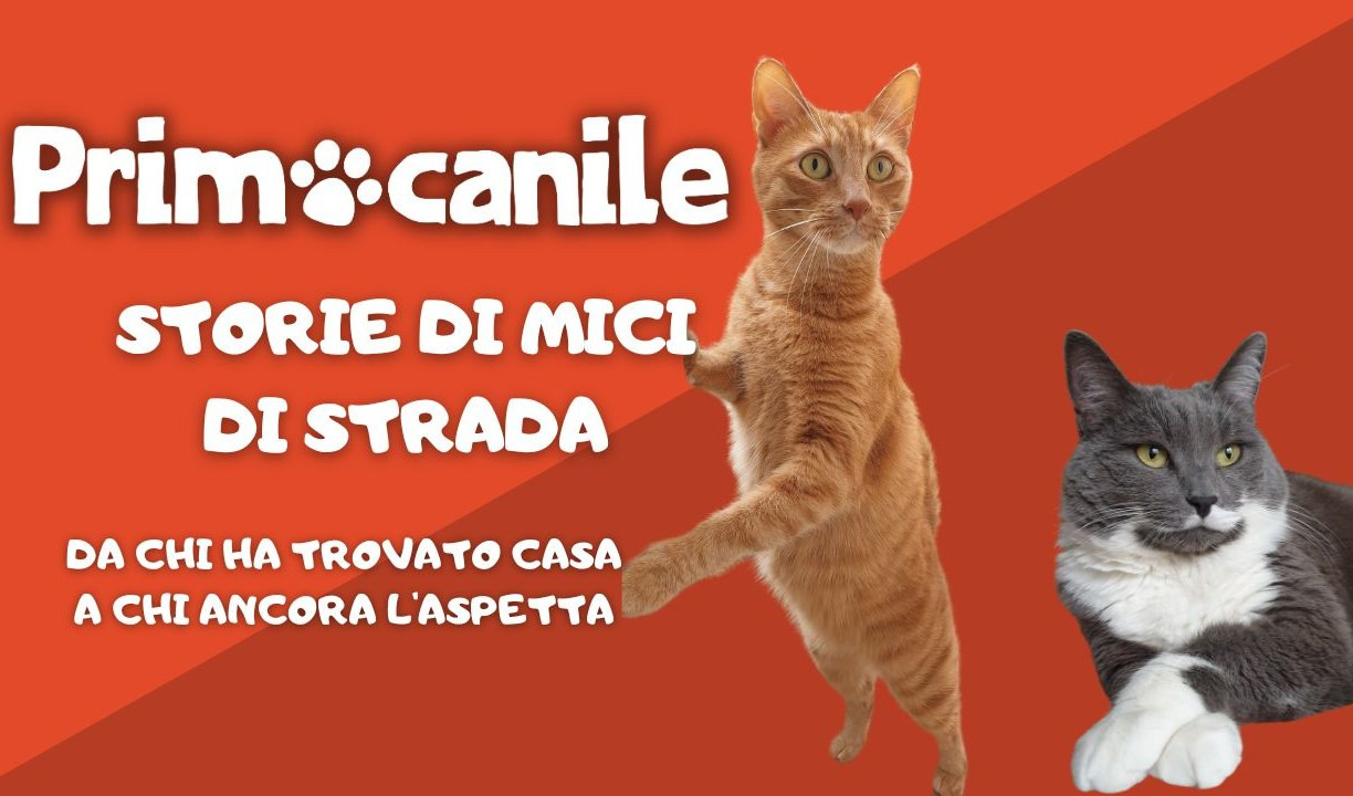 Primocanile - Storie di mici di strada: da chi ha trovato casa a chi ancora l'aspetta