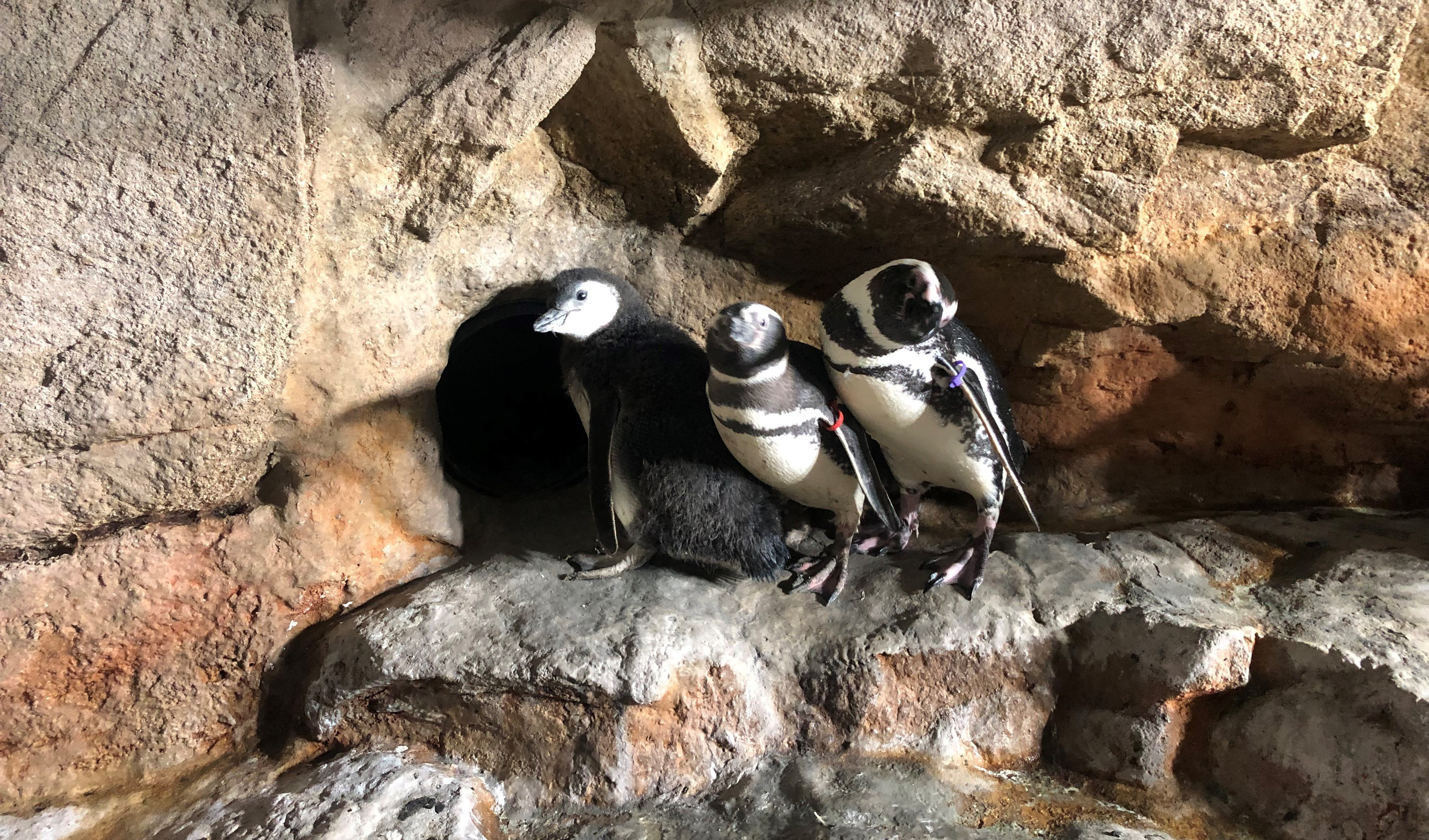 L'Acquario di Genova dà il benvenuto a un nuovo pulcino di pinguino