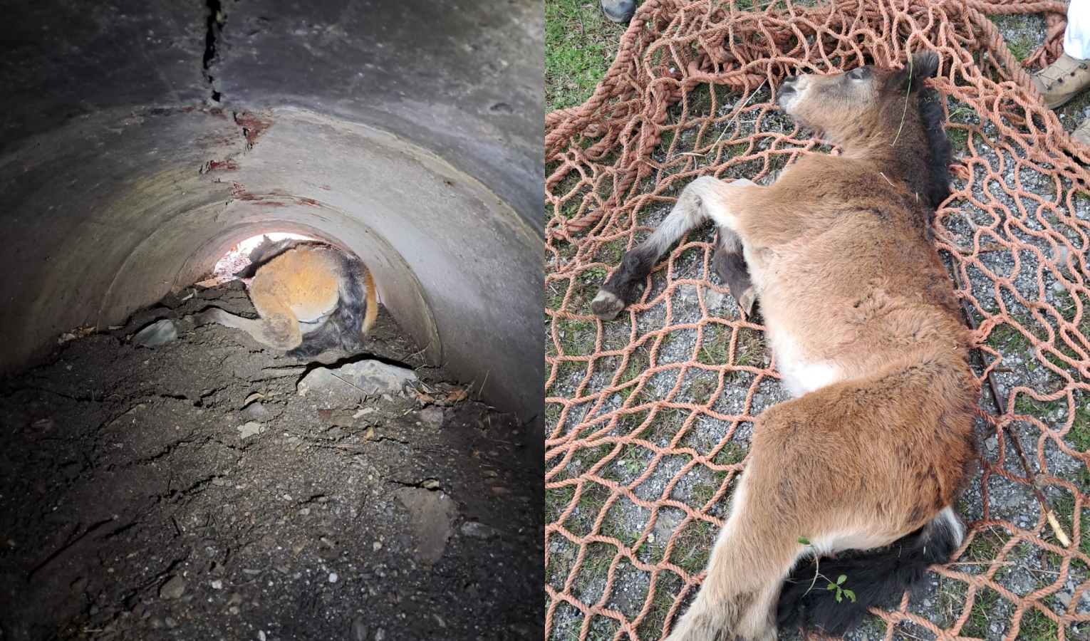Puledro cade in un canale di scolo sul monte Fasce e rimane incastrato