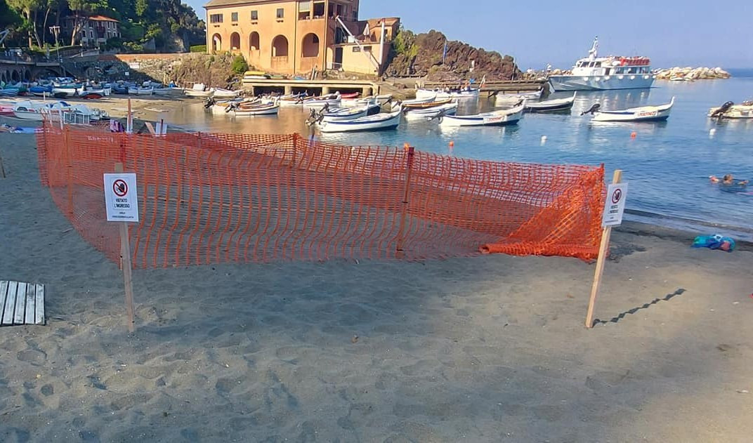 Primo nido di tartaruga Caretta Caretta in Liguria: cento volontari e notti in tenda per proteggerlo