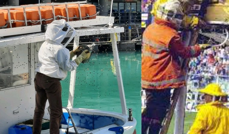 Sciame d'api sulla barca, interviene il poliziotto che salvò Samp-Pescara