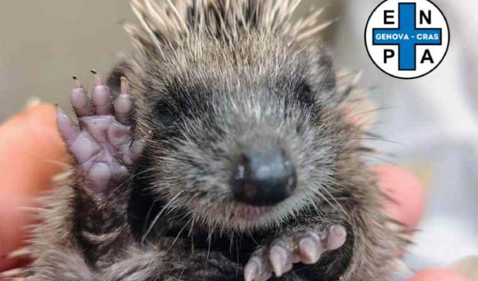 Ricci in crisi: non vanno in letargo, 30 cuccioli salvati al Cras Enpa