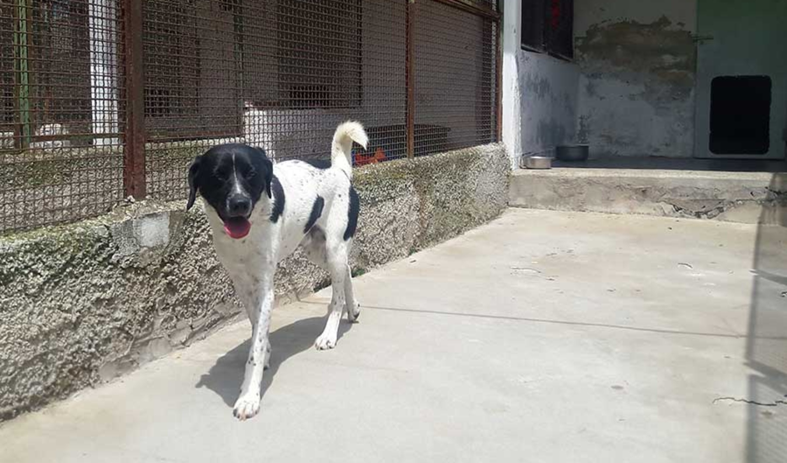 Primocanile - Viaggio nel rifugio del Monte Gazzo tra cani, gatti e volontari