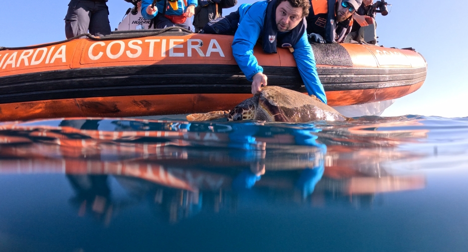 Tartaruga Andrea, rilasciata in mare dopo le cure dell'Acquario