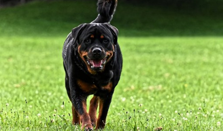 Genova, bimbo di 2 anni morso da Rottweiler 