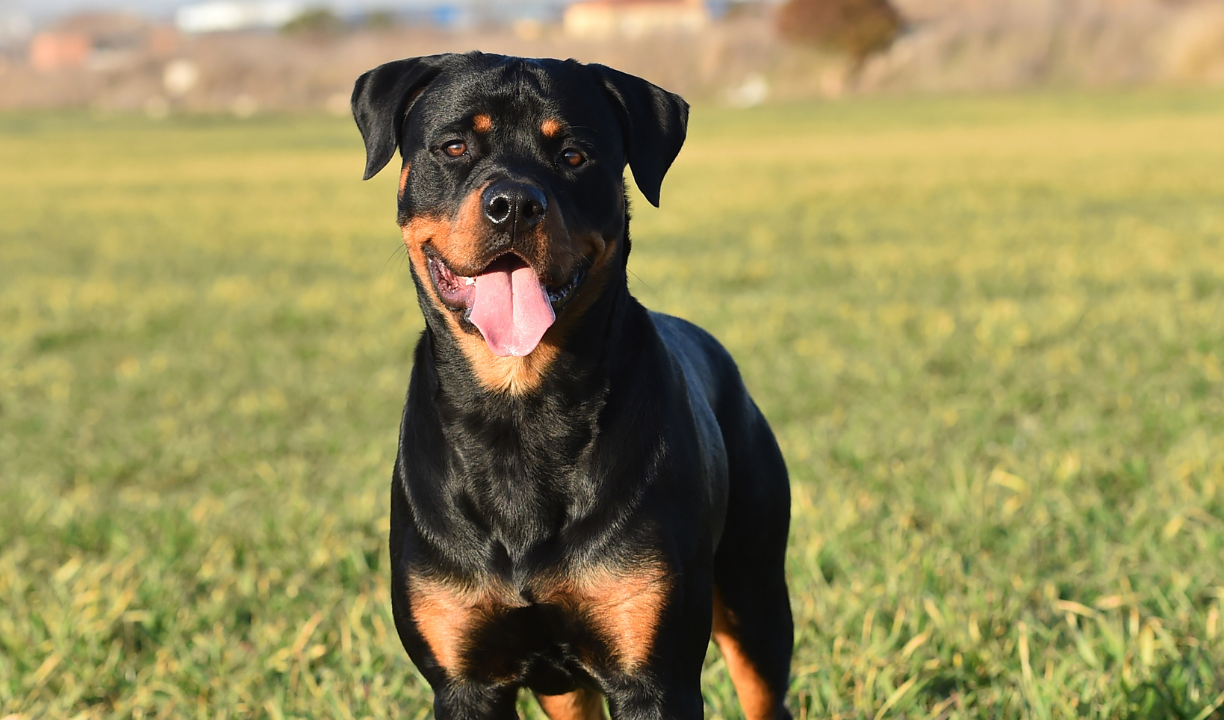 Uccisa dal cane, il sindaco notifica ordinanza al padrone