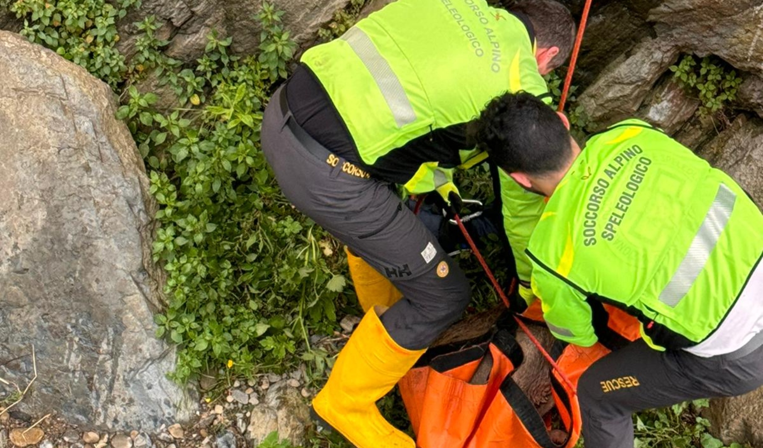 Cinque Terre, capriolo ferito salvato da Soccorso alpino e Enpa