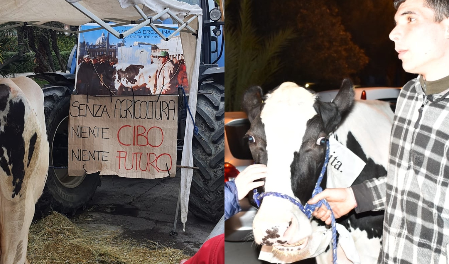 La mucca Ercolina 2 per le strade di Sanremo: i trattori puntano all'Ariston 