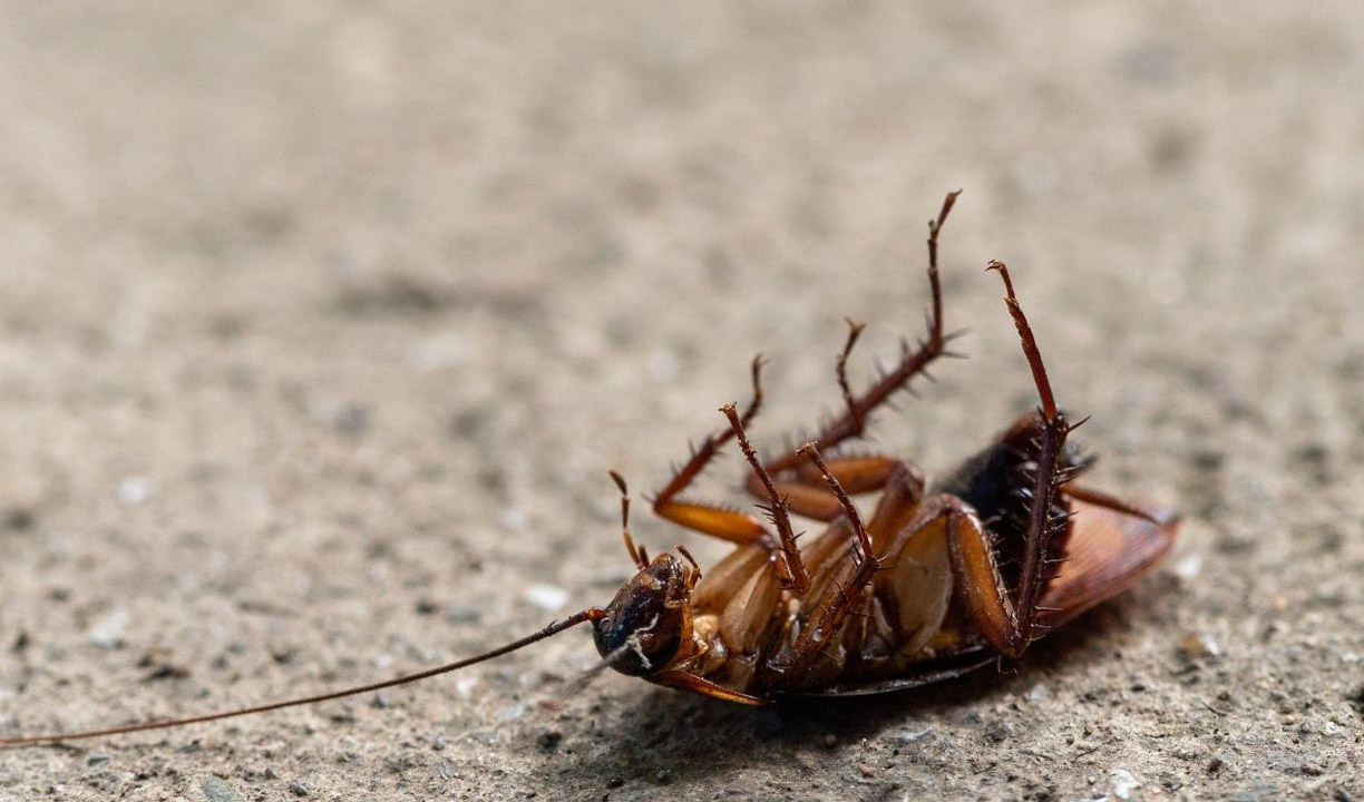 Genova, scarafaggi morti in un bar a Sottoripa: chiuso fino a nuova ispezione