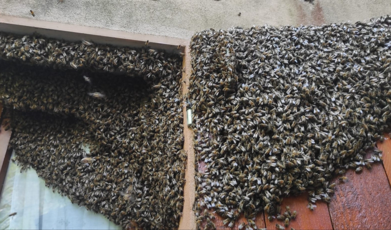 Genova, sciami di api sui terrazzi: l'invasione nel levante