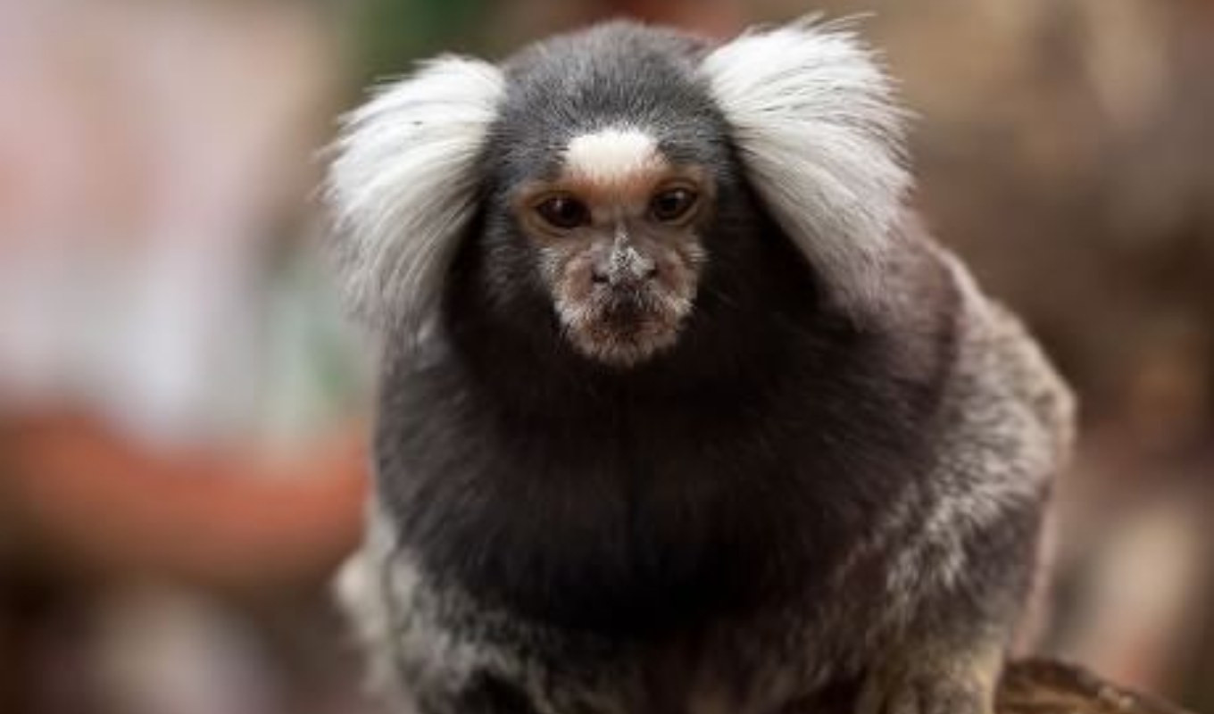 Scimmia in via d'estinzione trovata per strada in Liguria: recuperata dai carabinieri forestali