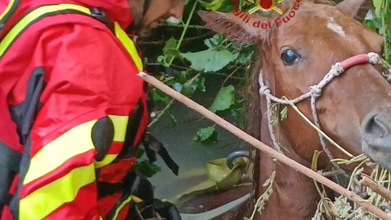 Cavallo resta incastrato in un muretto, salvato dai vigili del fuoco 