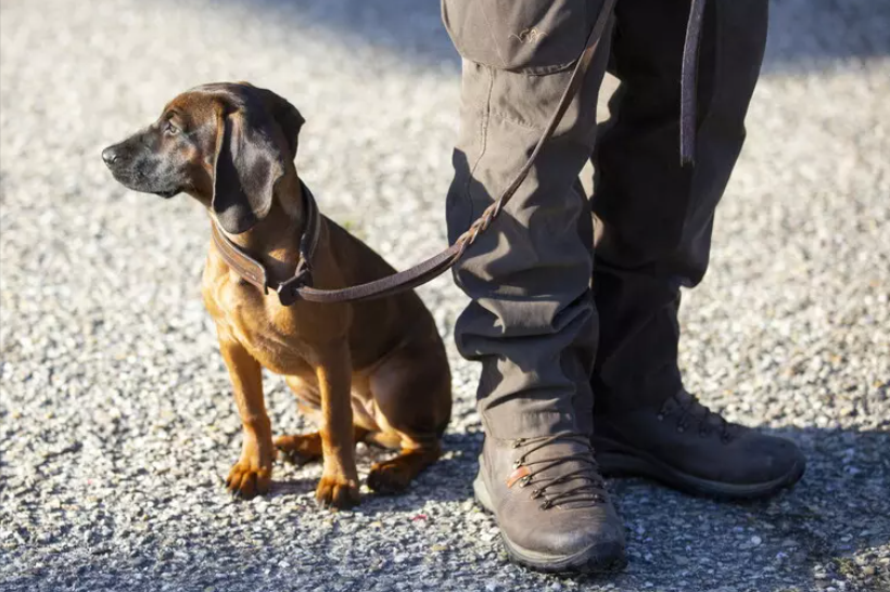 Cane cade in un canalone, salvato dai vigili del fuoco