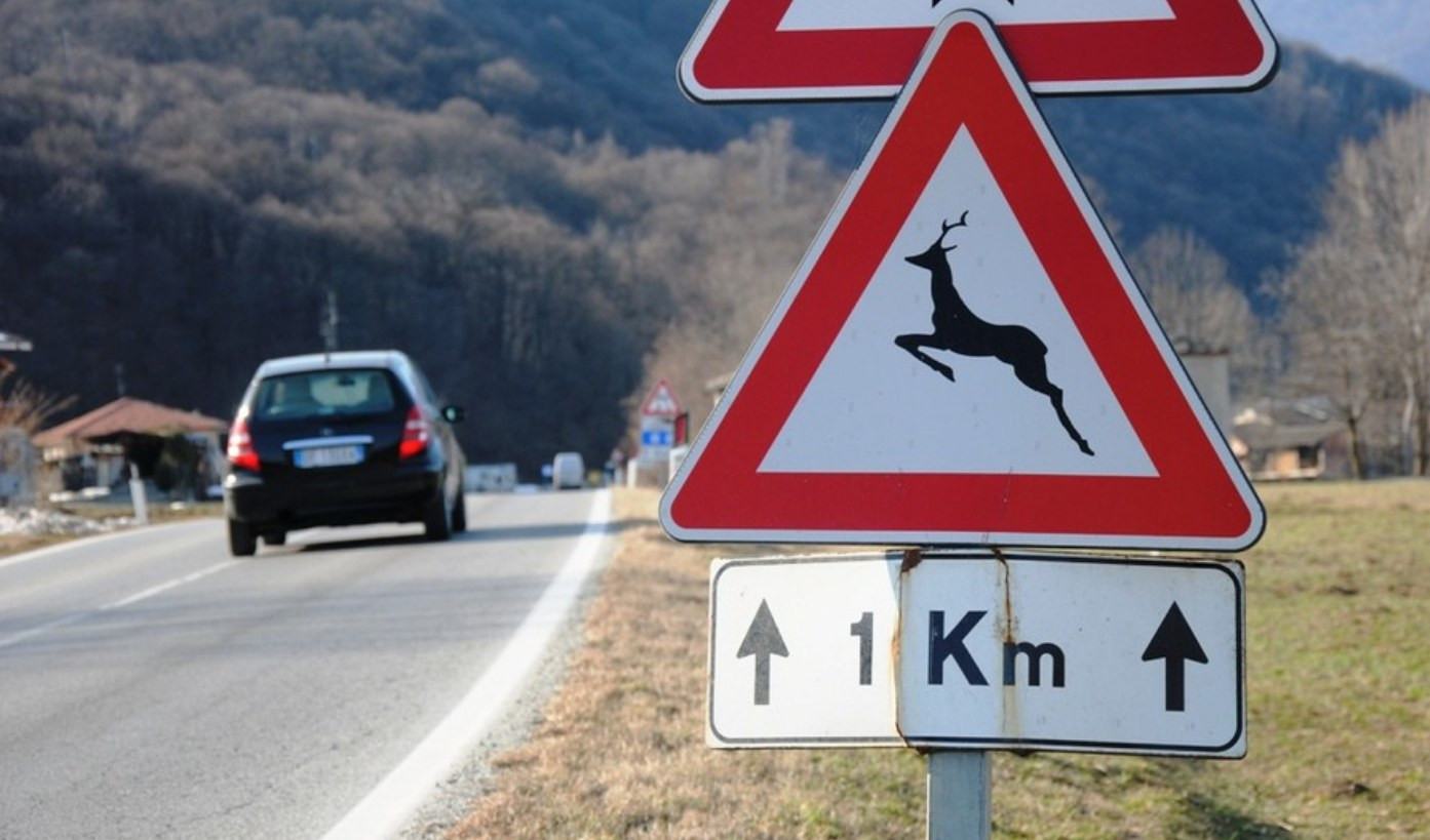 Genova, ciclista travolto da un capriolo: all'ospedale in elicottero