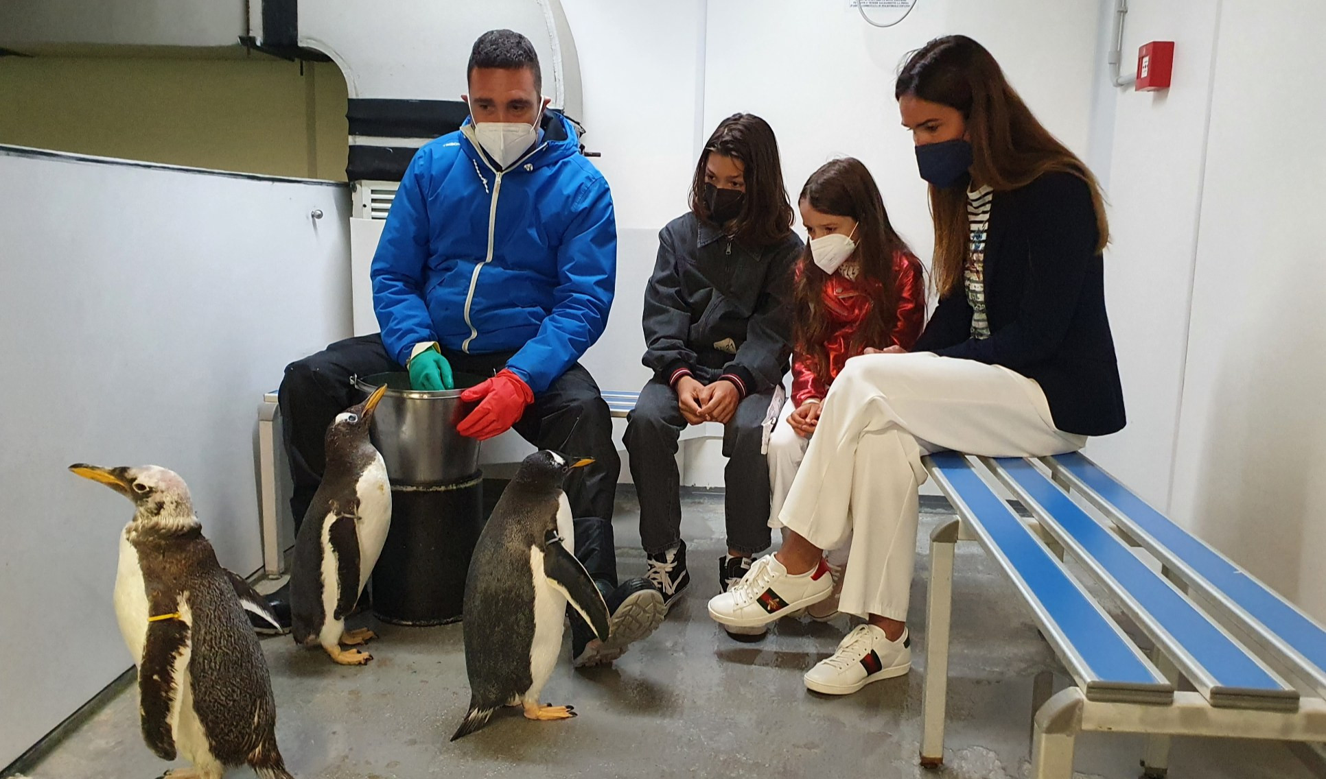 Acquario di Genova, 'battezzati' i 4 baby pinguini nati nel 2021: per loro una madrina d'eccezione, Silvia Toffanin