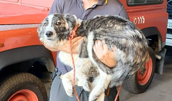 Impaurito e da solo fra i cespugli: cane soccorso dai vigili del fuoco