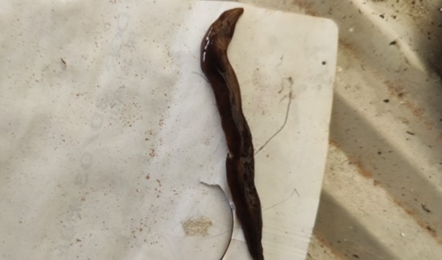 Specie aliena trovata in Liguria: 