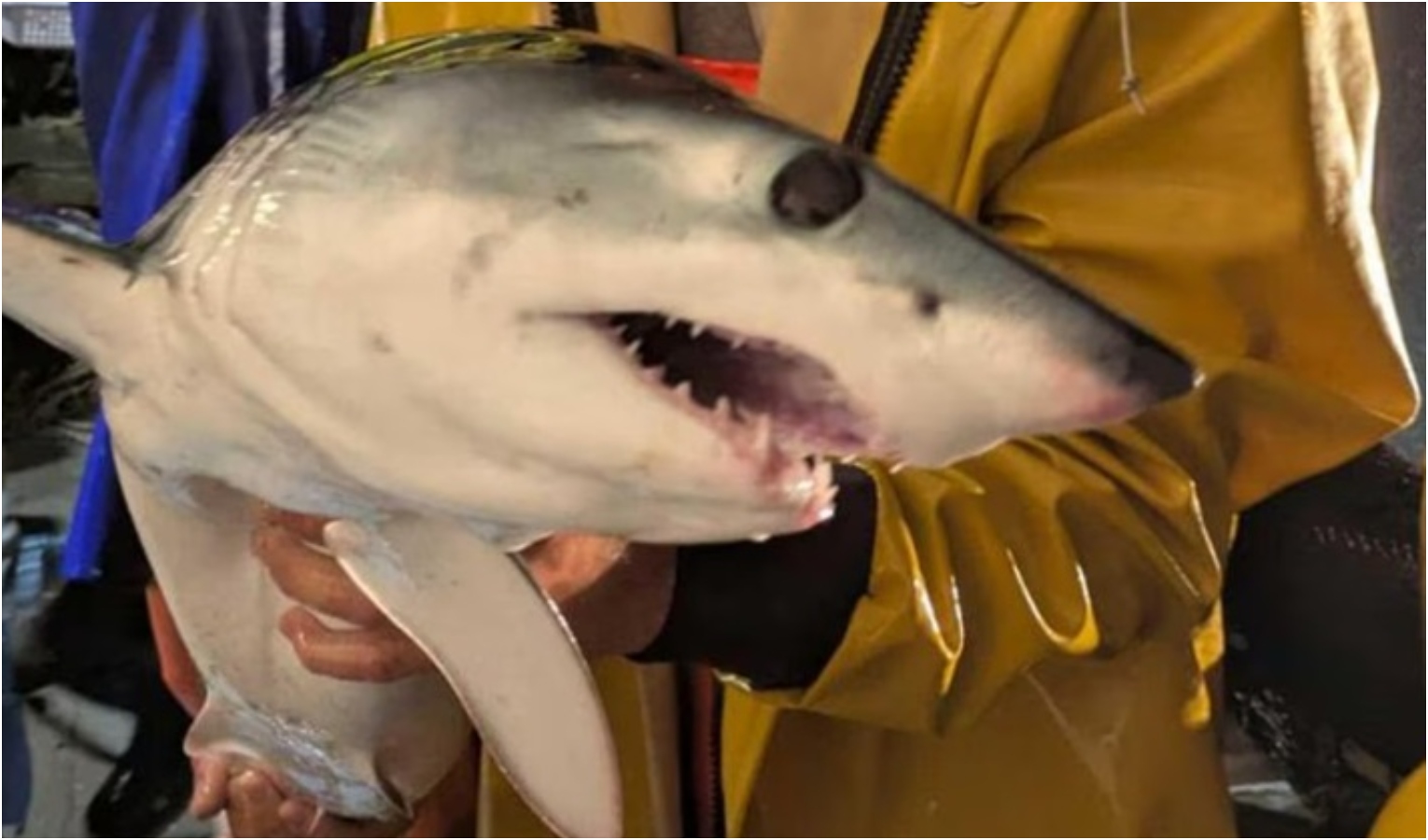 Squalo Mako