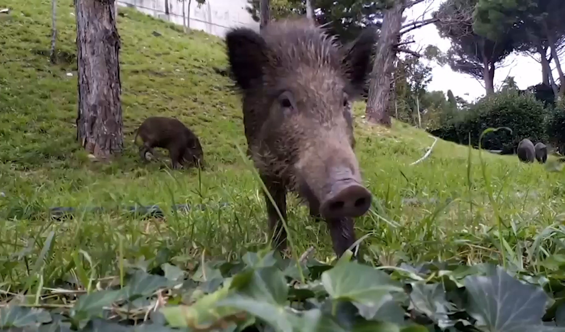 Peste suina: caccia al cinghiale sarà allungata da 3 a 5 mesi