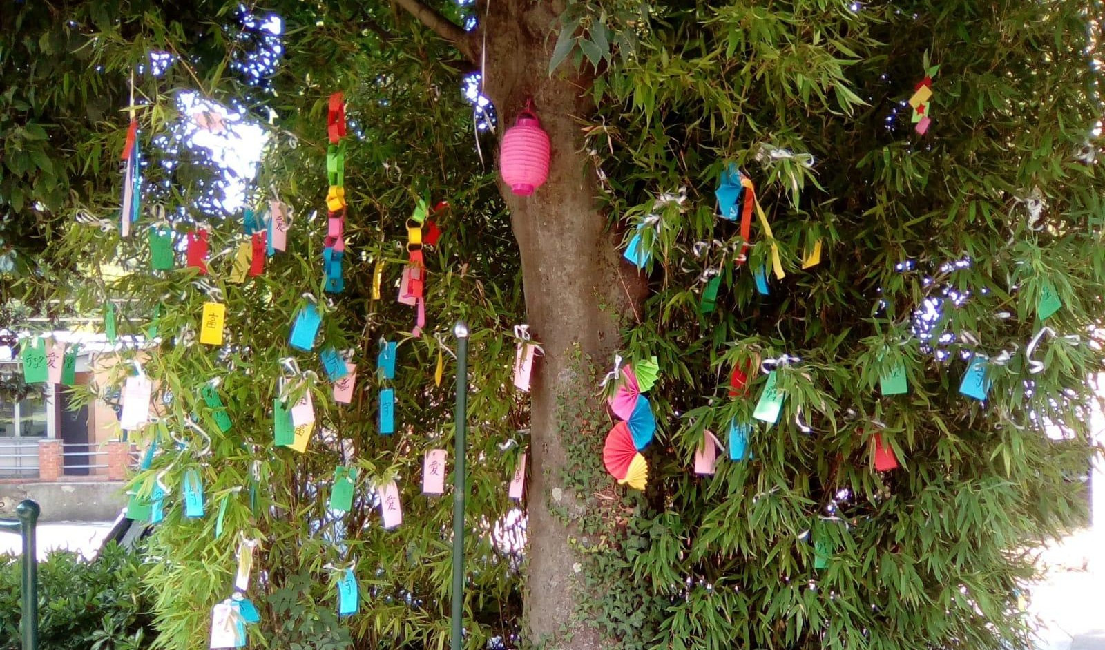 Tanabata, anche in Liguria la 