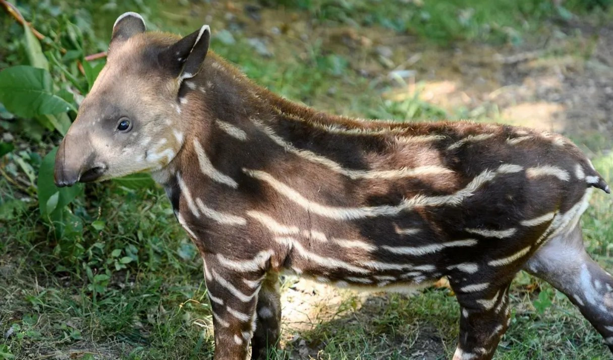 Cinghiali, nel greto del Bisagno anche un cucciolo di tapiro