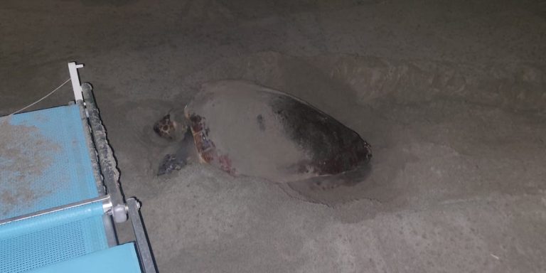 Laigueglia, conto alla rovescia per la schiusa delle uova di Diana