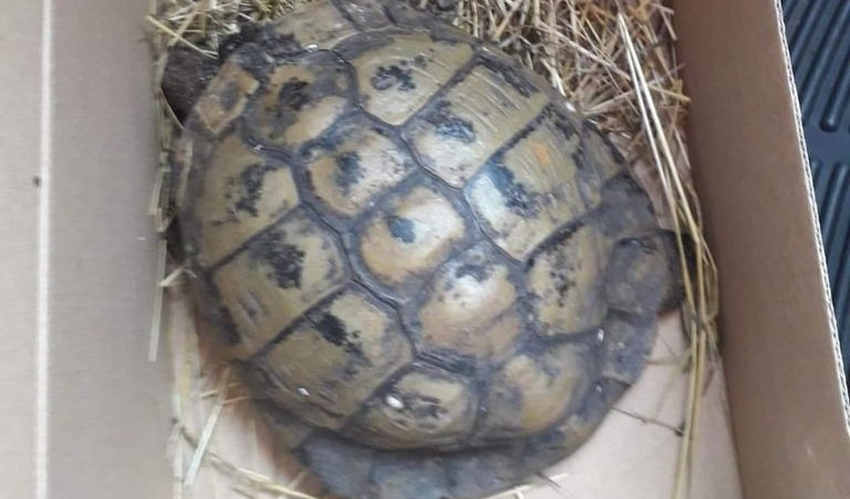 Sestri Levante, tartaruga abbandonata trovata in strada
