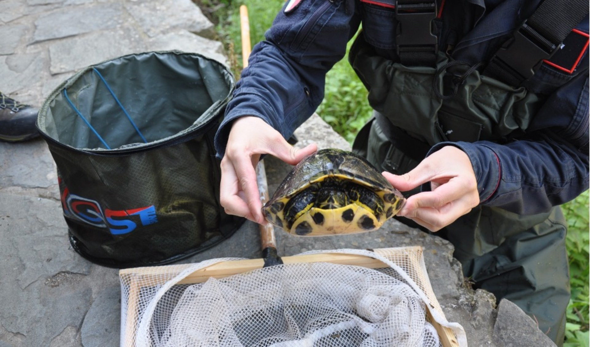 Cinque Terre, allarme testuggine: da animale domestico a minaccia per la fauna acquatica