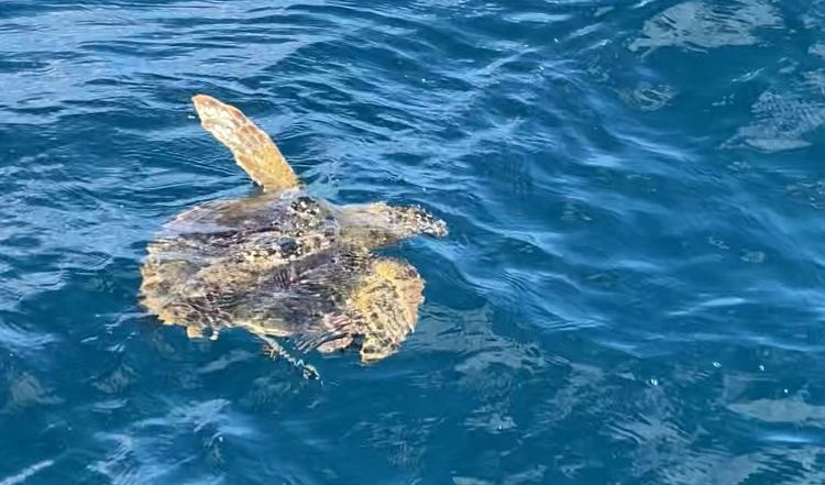 Imperia, tartaruga con sospetta polmonite all'Acquario di Genova