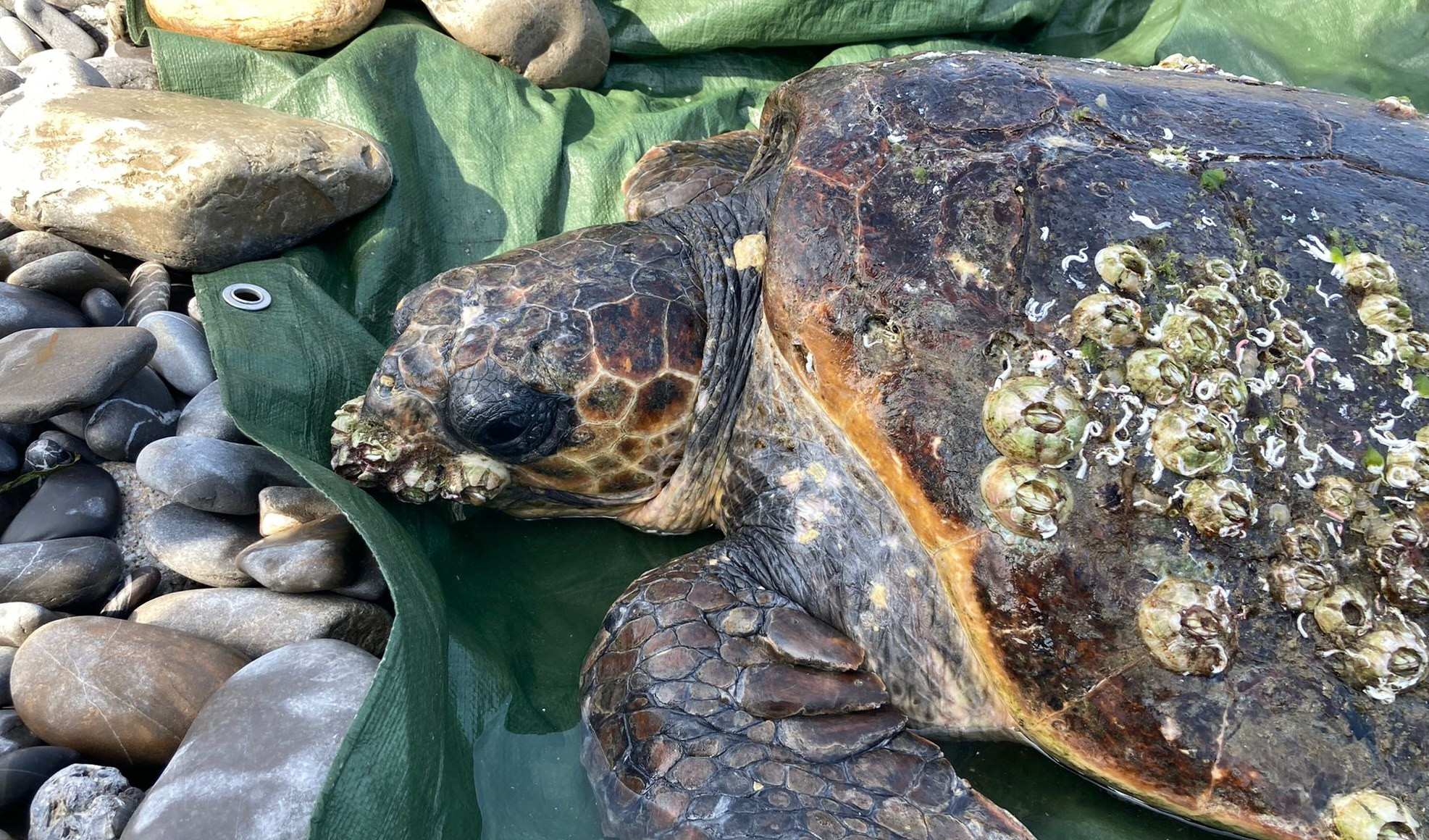 Salvata da bagnino, tartaruga caretta caretta in cura all'Acquario di Genova