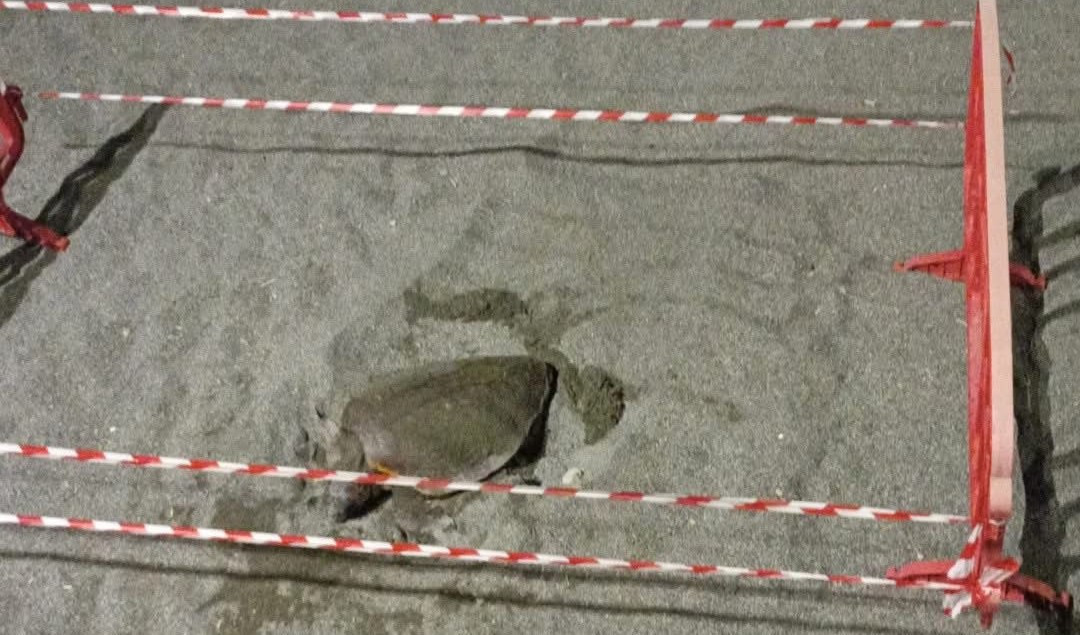 Tartaruga sceglie la spiaggia di Sestri Levante per deporre le uova
