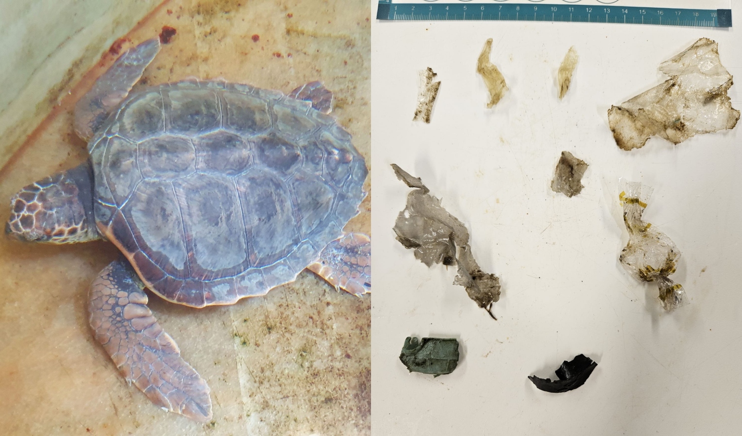 Tartaruga marina salvata a Levanto, aveva ingerito troppa plastica