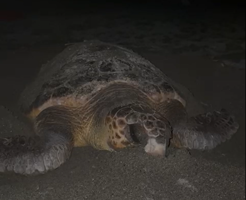 Magia in spiaggia: tartaruga Caretta caretta depone uova a Varazze - Il video