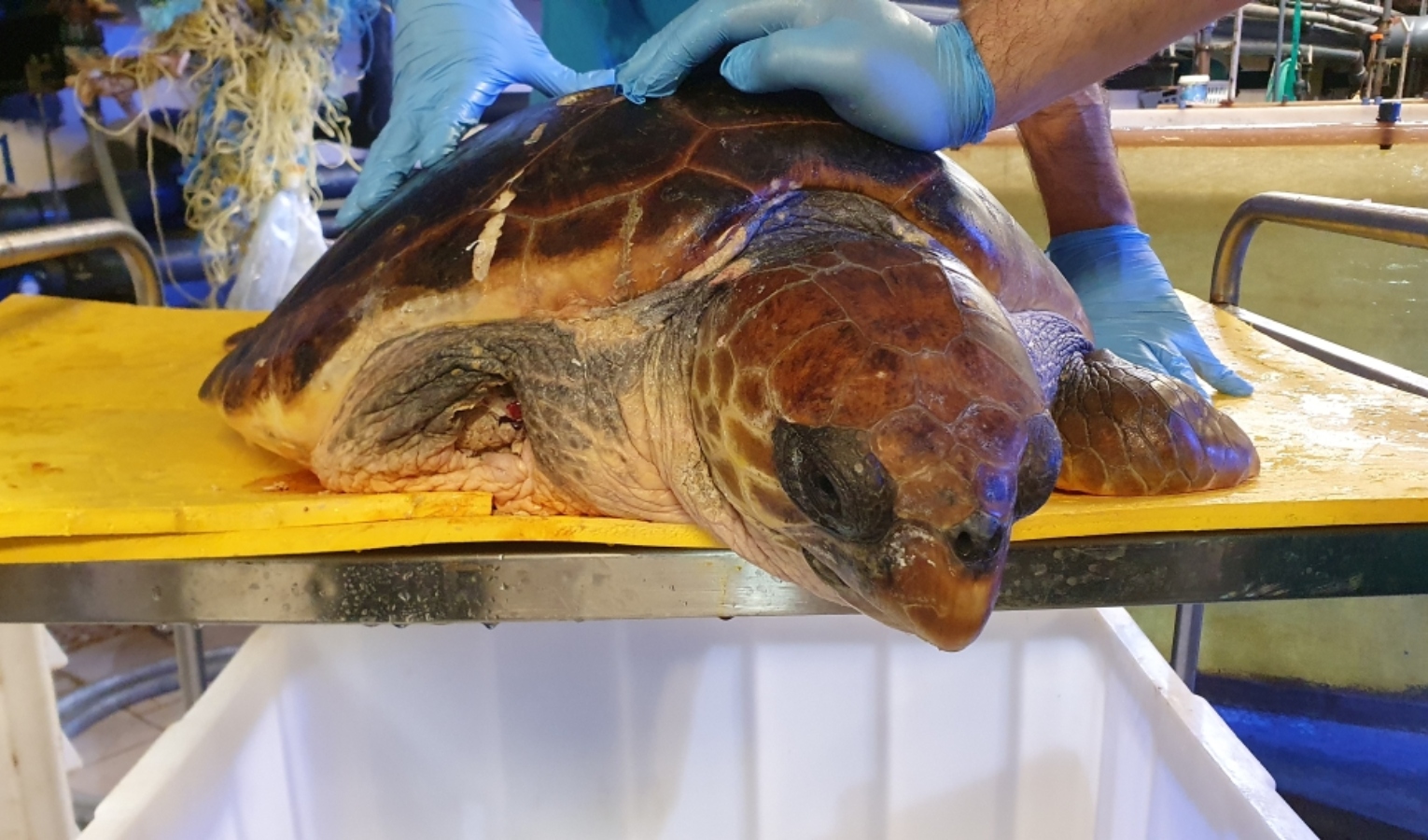 Genova, tartaruga salvata dai piloti del porto ora in cura all'Acquario