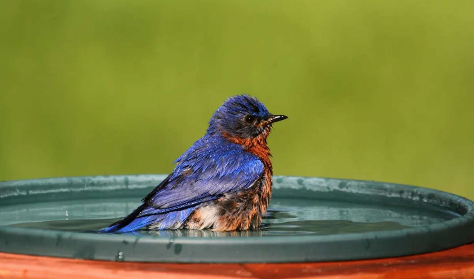 Siccità, a rischio animali. L'appello dell'Osservatorio: 