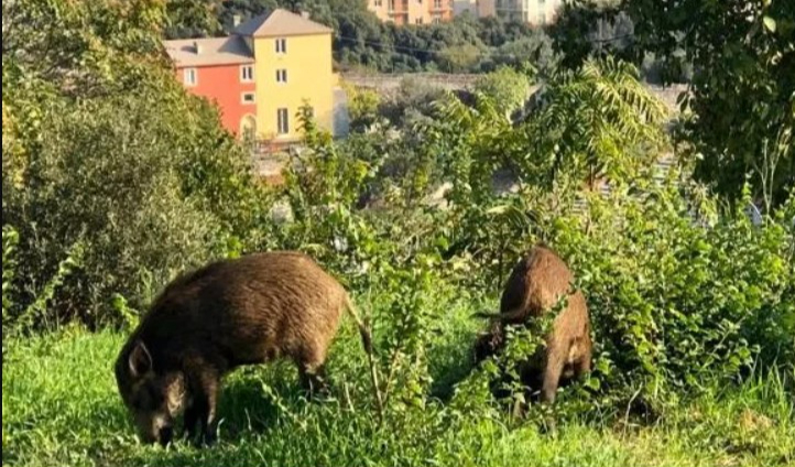 Peste suina, l’entroterra:  “Deroghe e soluzioni, non sussidi”